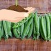 Green Arrow Pea Garden Seeds - 1 Lb - Non-GMO, Heirloom Vegetable Gardening & Micro Pea Shoots Seeds   565529226
